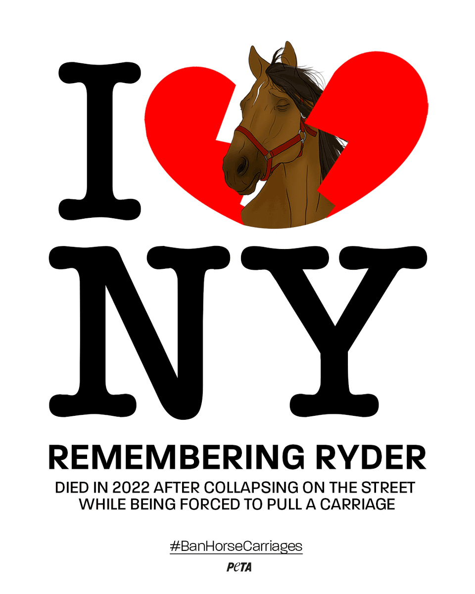 On this day in 2022, Ryder, an emaciated horse used for carriage rides collapsed in NYC. 

He laid on the busy street for over an hour while his driver slapped him, whipped him & screamed at him to get up.
 
Urge NYC to #BanHorseCarriages ASAP 👉 peta.vg/3pm2
