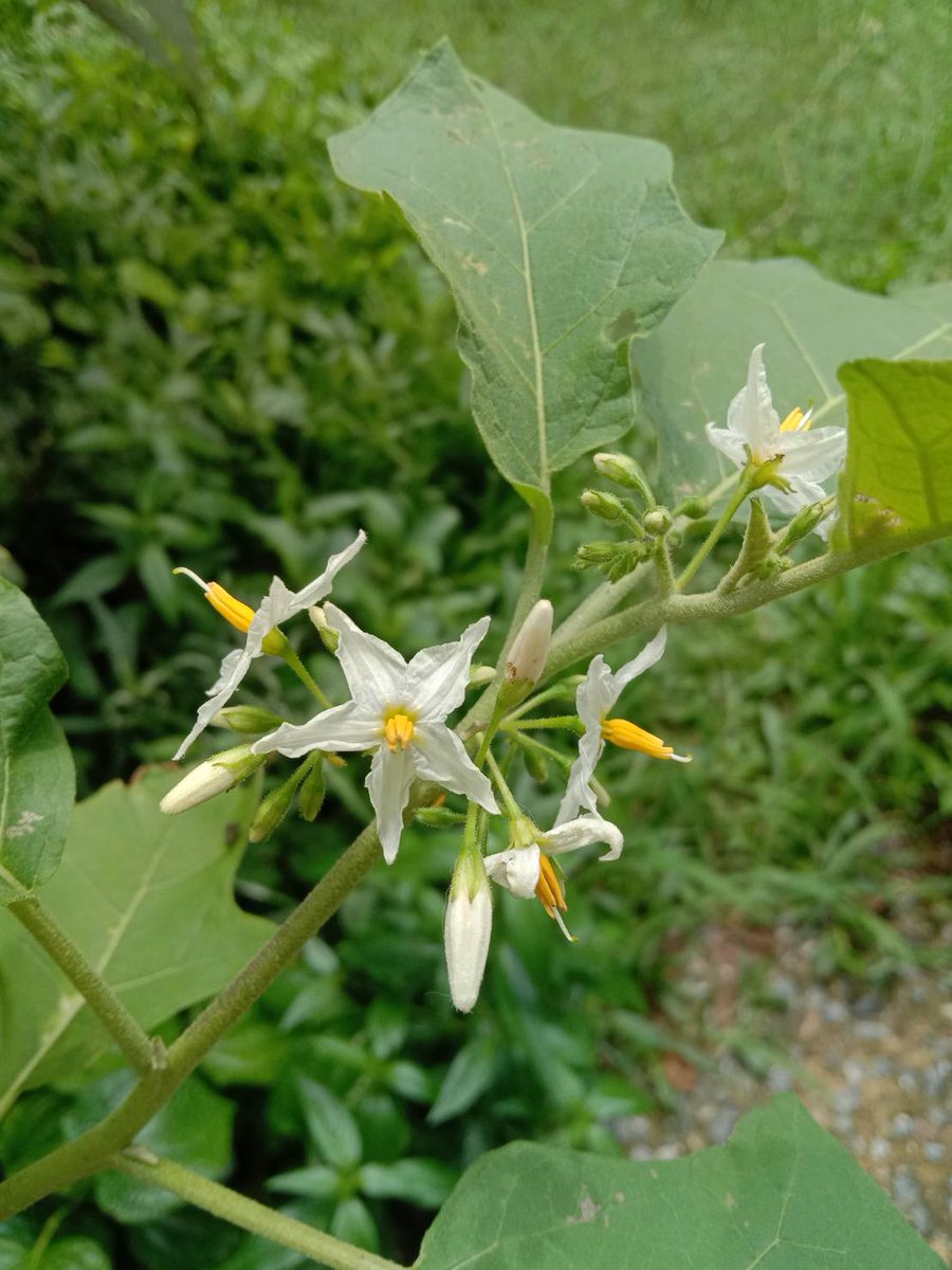 joyyy_wd's tweet photo. ☘️ #TurkeyBerry ☘️
#PeaEggplant #HomeGrown #KitchenGarden #garden #GardenersWorld #GardeningTwitter #gardening #plants #GrowYourOwn #Backyard #BackyardGarden #gyo #Veggies #growingfood #GrowVeggies #Vegetables #HousePlant #OrganicGardening #Gardener #Foods https://t.co/vEx4HHOVI9