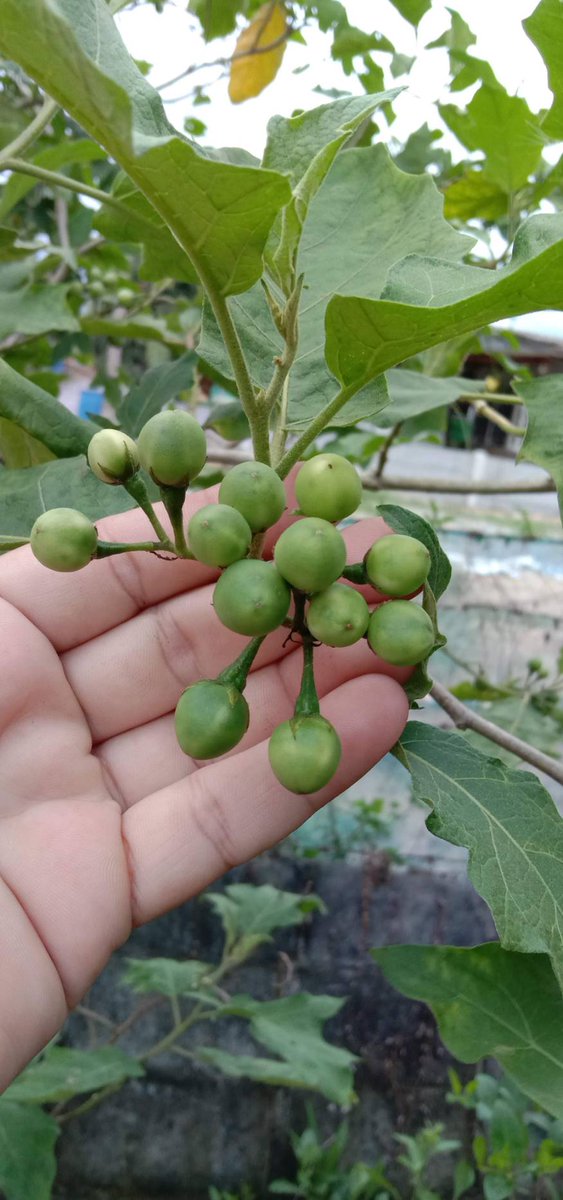 joyyy_wd's tweet photo. ☘️ #TurkeyBerry ☘️
#PeaEggplant #HomeGrown #KitchenGarden #garden #GardenersWorld #GardeningTwitter #gardening #plants #GrowYourOwn #Backyard #BackyardGarden #gyo #Veggies #growingfood #GrowVeggies #Vegetables #HousePlant #OrganicGardening #Gardener #Foods https://t.co/vEx4HHOVI9