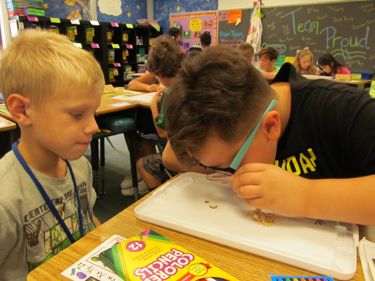 BethHalterman's tweet photo. Mealworm Investigation Science Today! Awesome vocab, observations, and curiosity. 🪱🔎#RESBelieves #RESLearnLeadSucceed https://t.co/IUlRSFcVey