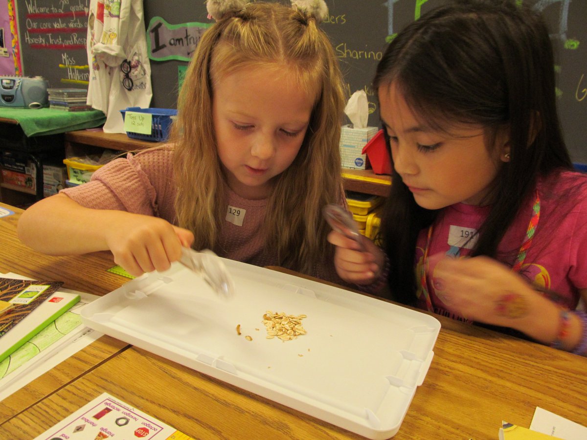BethHalterman's tweet photo. Mealworm Investigation Science Today! Awesome vocab, observations, and curiosity. 🪱🔎#RESBelieves #RESLearnLeadSucceed https://t.co/IUlRSFcVey