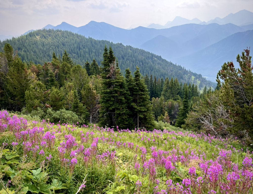 Qin Zhang 张秦 tweet media