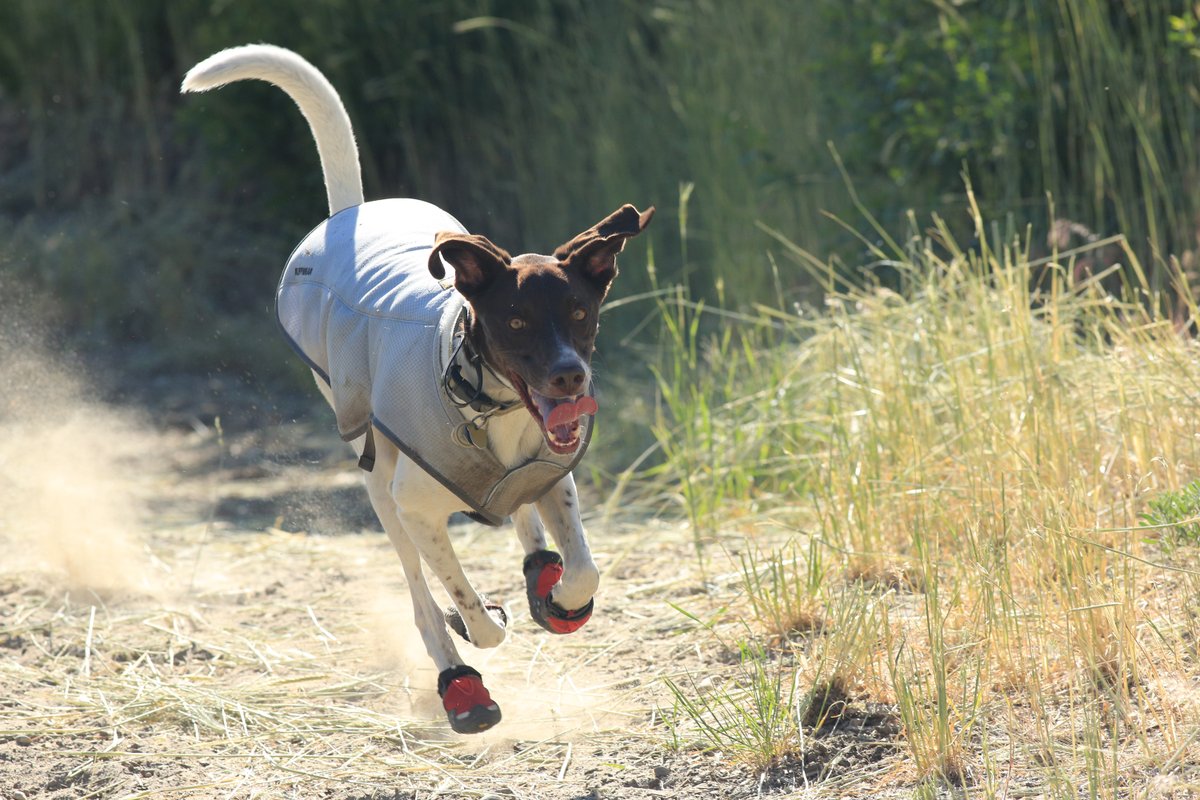 Geartrade tweet media