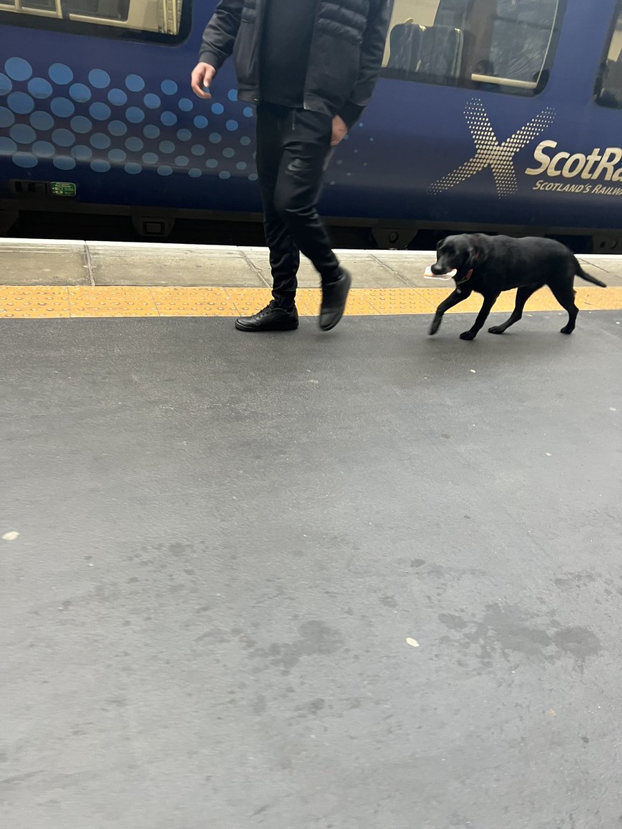 <a href="/NetworkRailGLC/">Glasgow Central</a> only in Glasgow a dog carrying your train ticket 😂💕