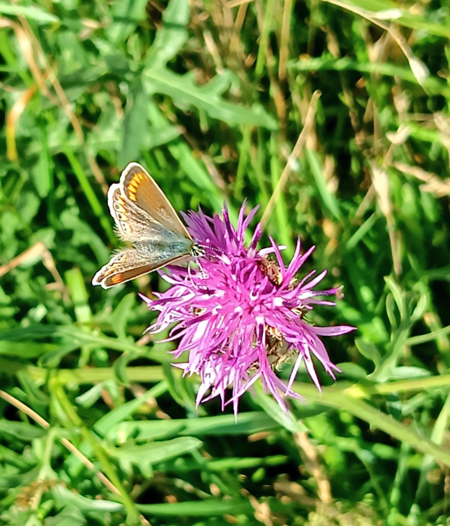 Anagou2311's tweet photo. 💜🦋🌱
#Butterflies #InsectThursday #butterfliescount #NaturePhotography #nature #GardeningTwitter https://t.co/dB882njneh