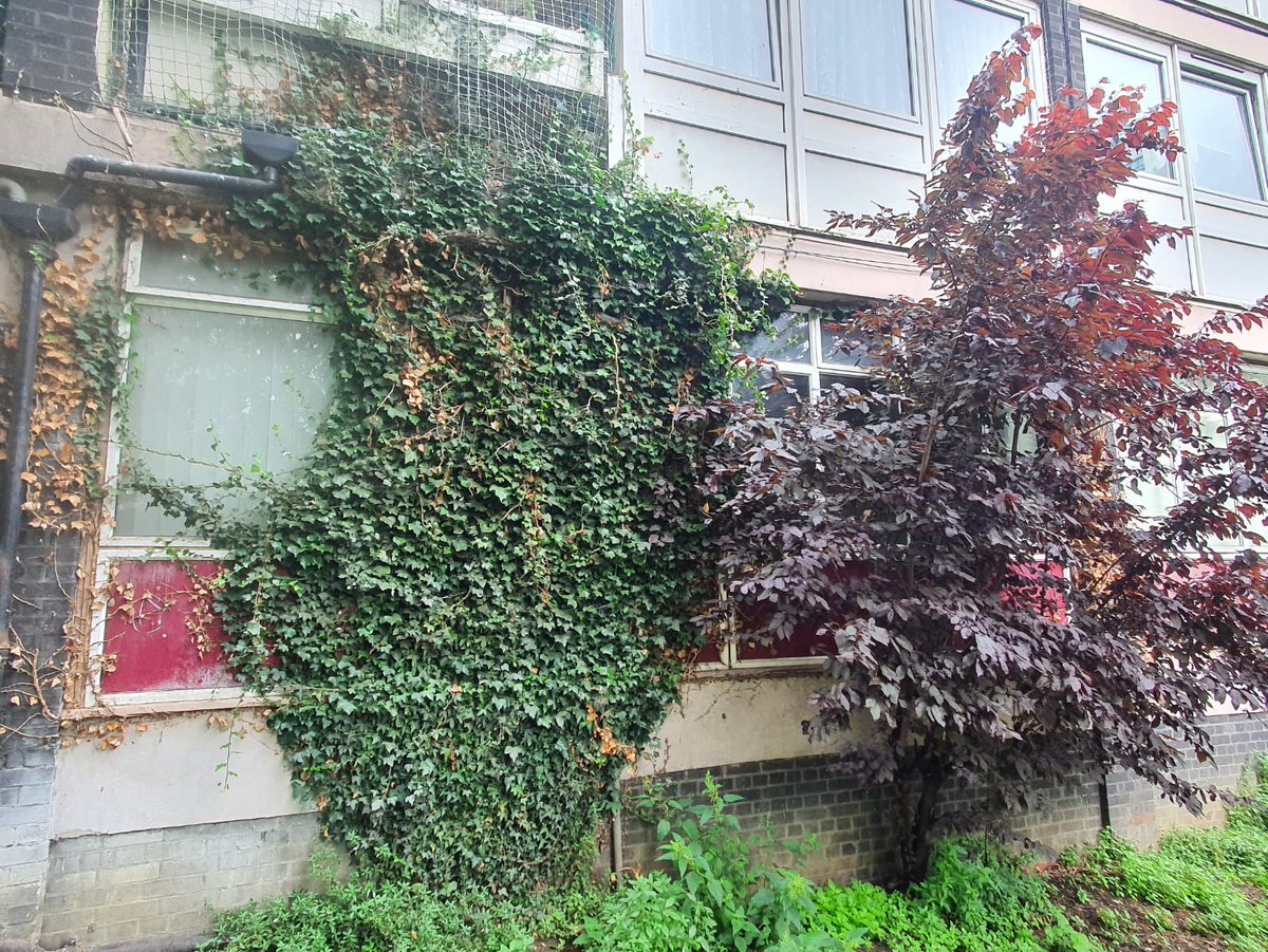 Woolwich Common TRA tweet media