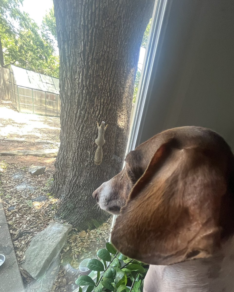 Bentley(RIP)🤍🌈Big brofur to little sistah Bow🎀 tweet media