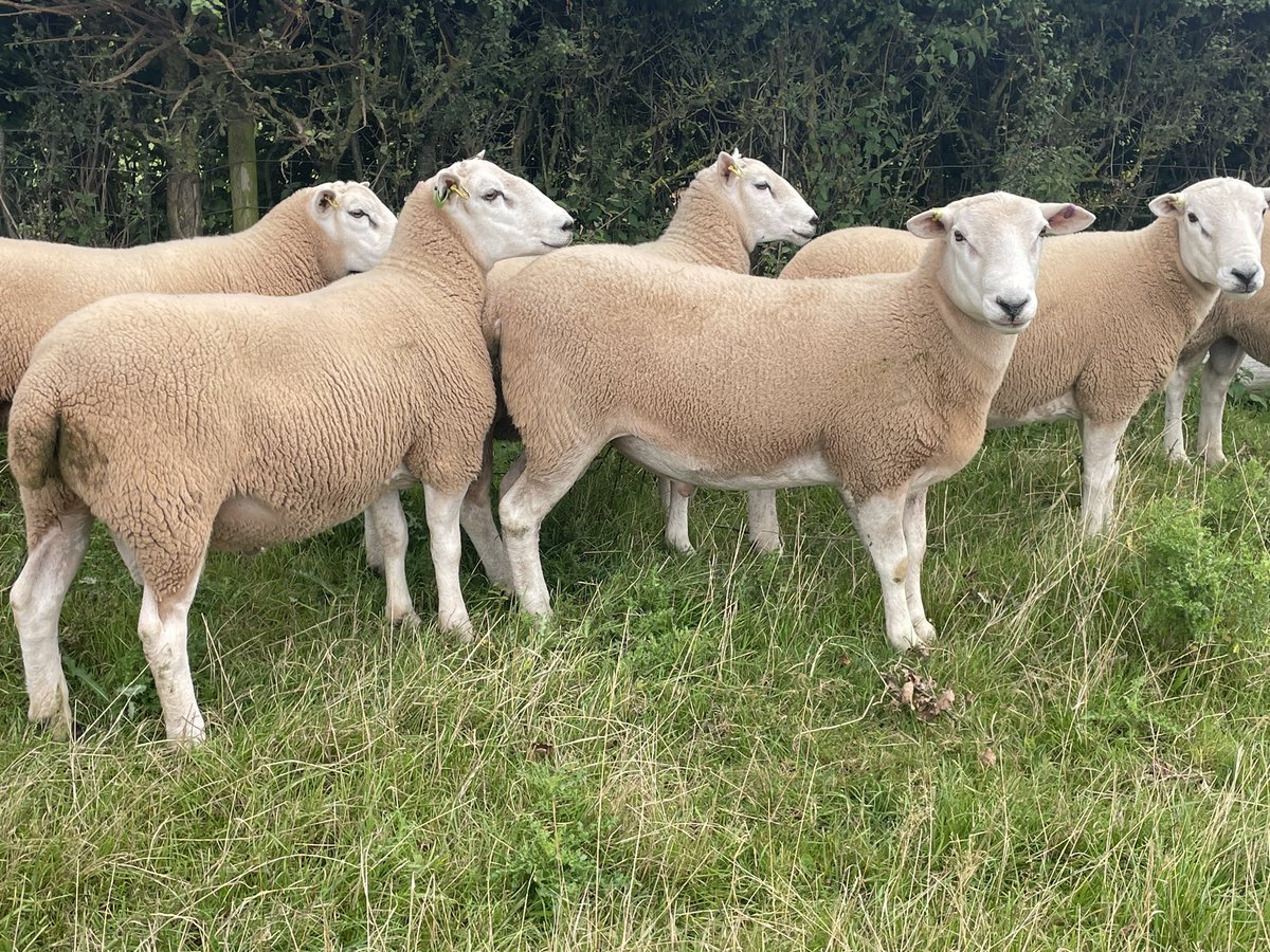 ExeValleyLamb's tweet photo. Lleyn shearling rams for sale. High index sires. Grass fed. Never had feet touched. High selection pressure in  commercial setting. Born outside feb/mar. Will go on and grow. Pedigree and pure bred. #lleyn #lleynsheep #rams #tupping  #sheep #devon #exeter https://t.co/lEmbQUjnaa