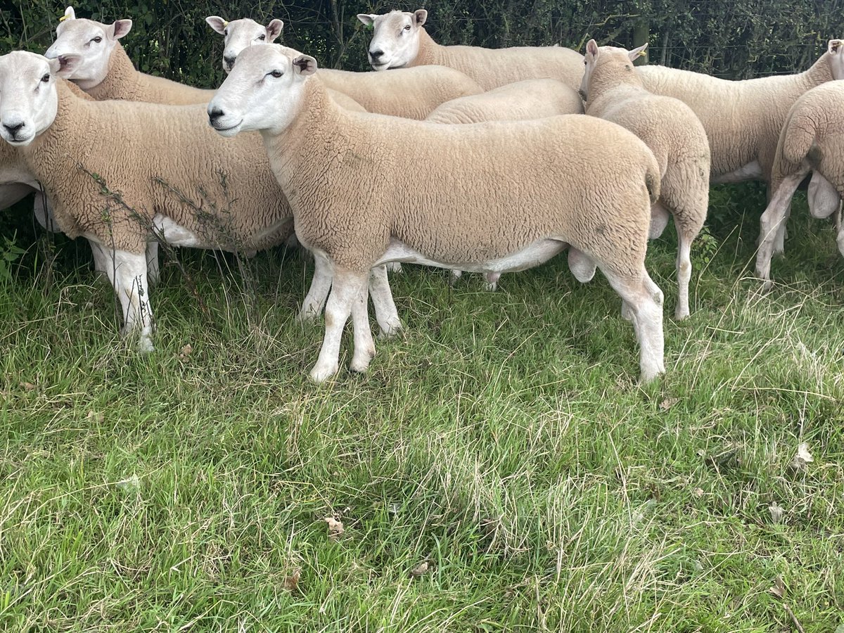 ExeValleyLamb's tweet photo. Lleyn shearling rams for sale. High index sires. Grass fed. Never had feet touched. High selection pressure in  commercial setting. Born outside feb/mar. Will go on and grow. Pedigree and pure bred. #lleyn #lleynsheep #rams #tupping  #sheep #devon #exeter https://t.co/lEmbQUjnaa