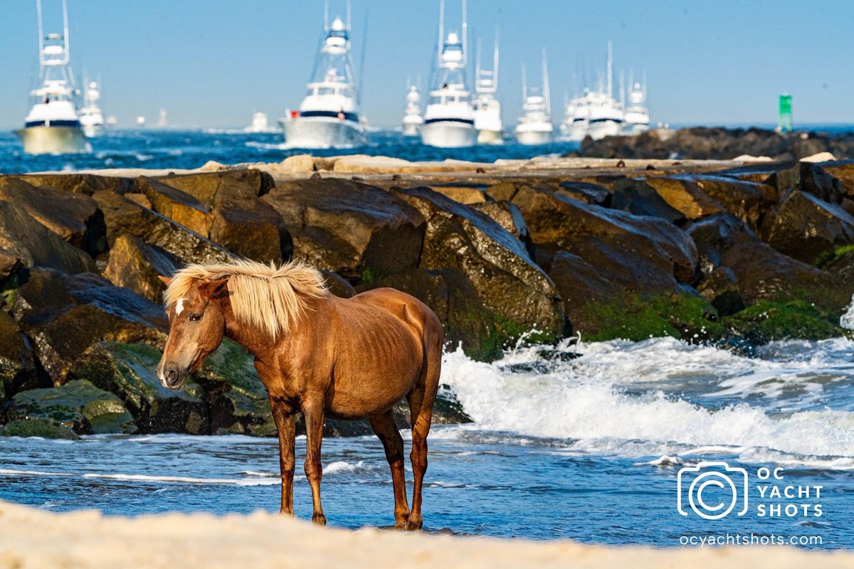 OCSHORE's tweet photo. When you think, “Smile and Wave”, you think #OCYachtShots! We asked Jim if he’d grab some unique shots for OC Shore, giving a “different perspective” of the #WhiteMarlinOpen in #oceancitymaryland

https://t.co/EygrXBdMAU https://t.co/U3JvyymHVz