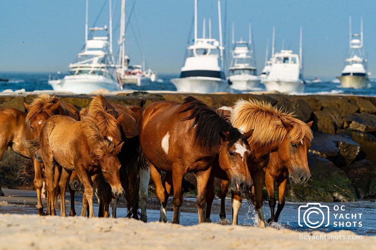OCSHORE's tweet photo. When you think, “Smile and Wave”, you think #OCYachtShots! We asked Jim if he’d grab some unique shots for OC Shore, giving a “different perspective” of the #WhiteMarlinOpen in #oceancitymaryland

https://t.co/EygrXBdMAU https://t.co/U3JvyymHVz