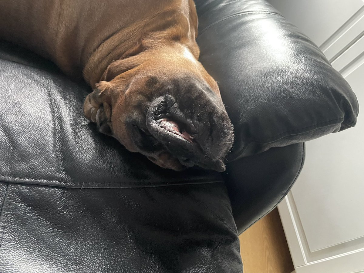 Look at them chops… 🤣#boxer #boxerdog #boxersoftwitter #thursdaymorning #boxerdoglover #dog #dogsoftwitter #chops
