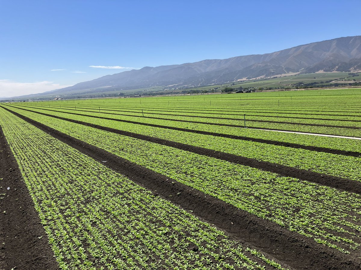 Steph Beavis (@stephrbeavis) on Twitter photo The Salinas Valley is really not a bad spot for looking at baby leaf trials 🌱
<a href="/Elsomsseeds/">Elsoms Seeds</a> The Salinas Valley is really not a bad spot for looking at baby leaf trials 🌱
<a href="/Elsomsseeds/">Elsoms Seeds</a>