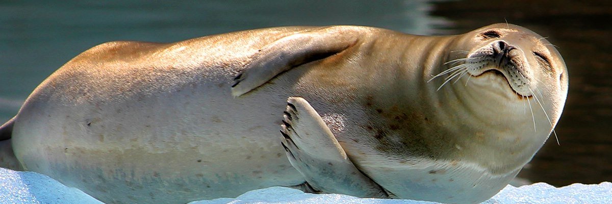 Seals (@dailyseals) on Twitter photo 