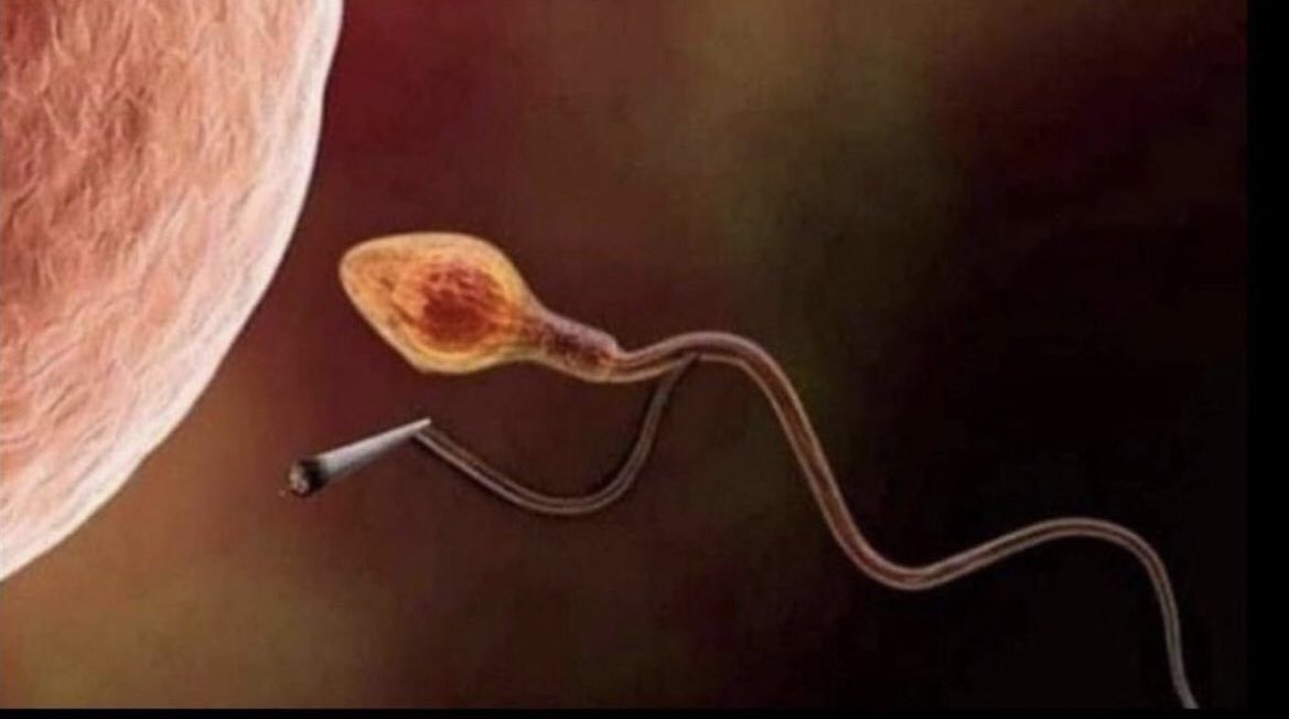 canabisbrasil's tweet image. “quando vc começou a  fumar?”

eu: