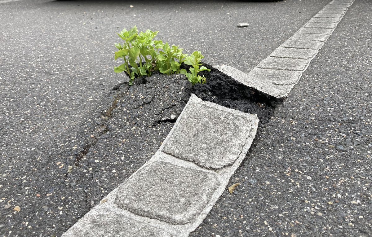 Asma SK🌠 tweet media