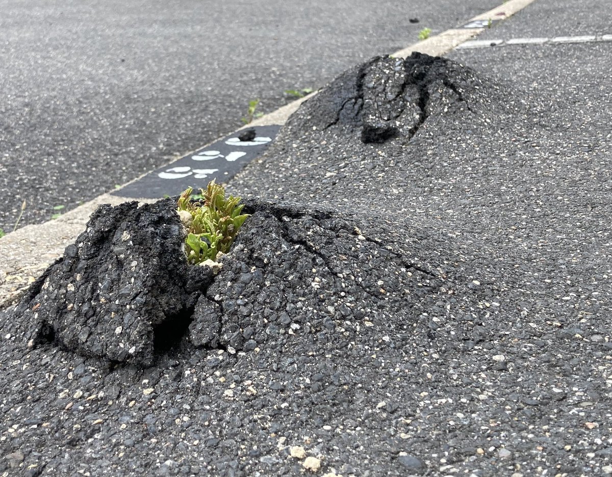 Asma SK🌠 tweet media