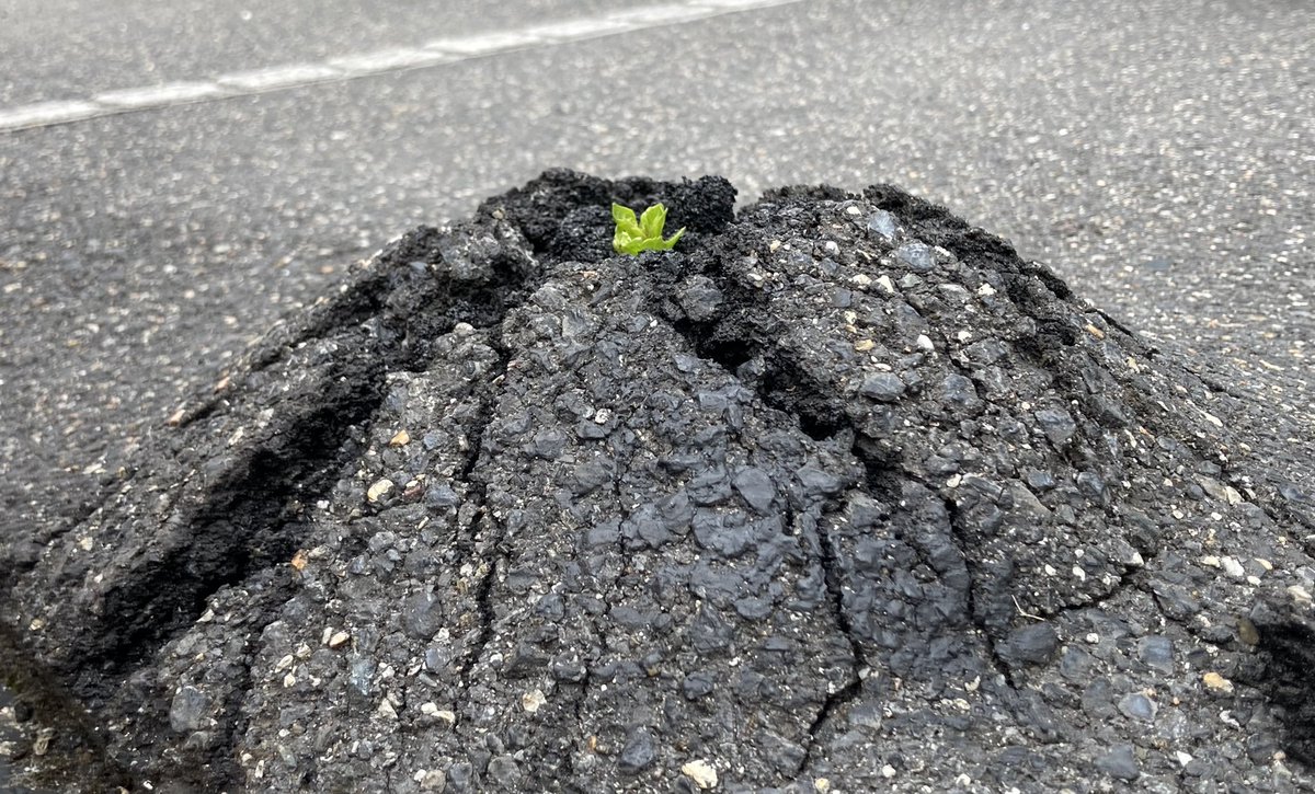 Asma SK🌠 tweet media