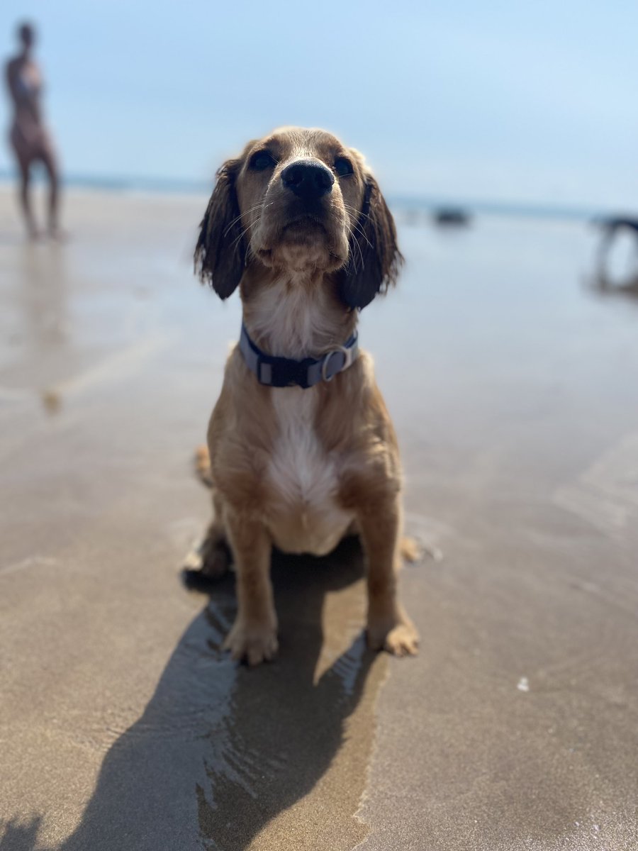 Lizzymcinerney's tweet photo. @AldiUK #EarlsPooches meet Millie, my 9 month old cocker spaniel, cheeky as anything but a heart of gold ⭐️ https://t.co/KyA817GSmL