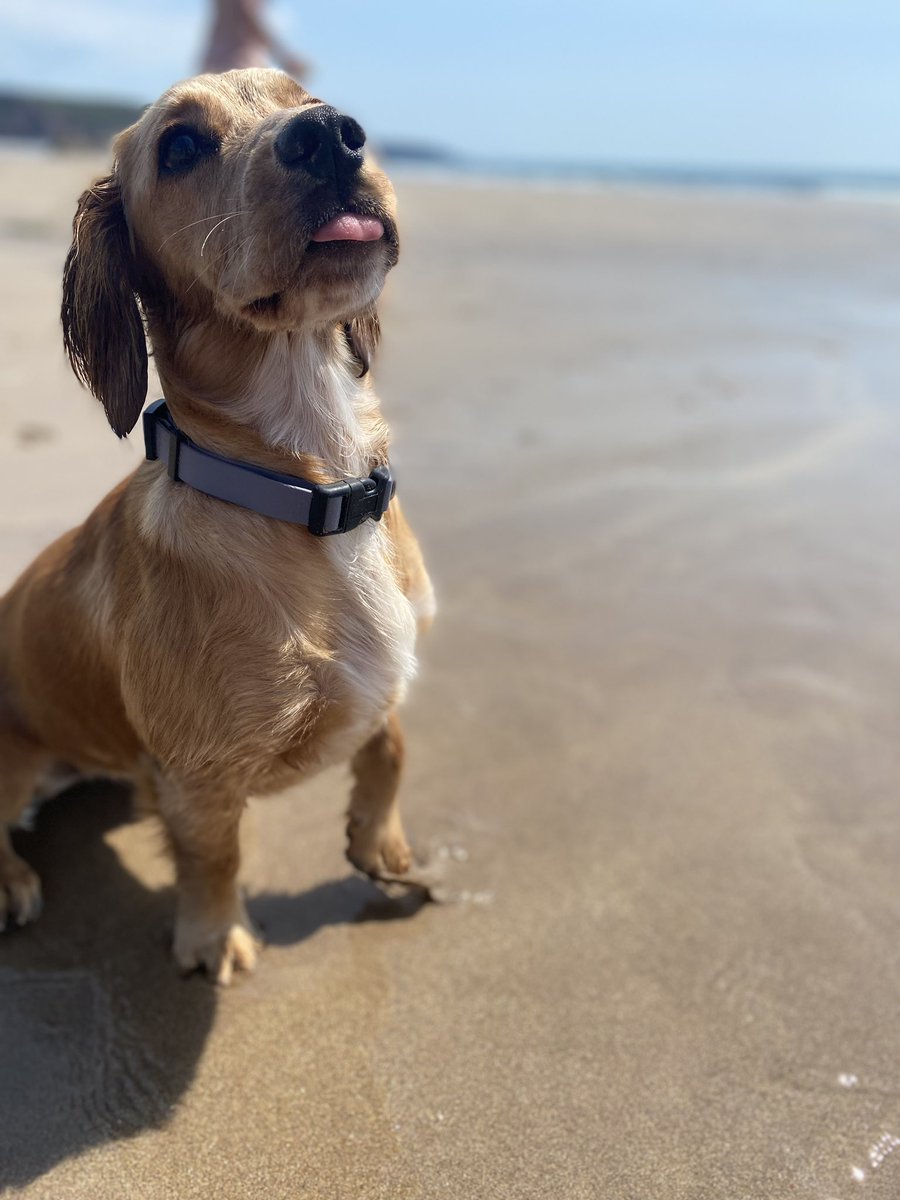 Lizzymcinerney's tweet photo. @AldiUK #EarlsPooches meet Millie, my 9 month old cocker spaniel, cheeky as anything but a heart of gold ⭐️ https://t.co/KyA817GSmL