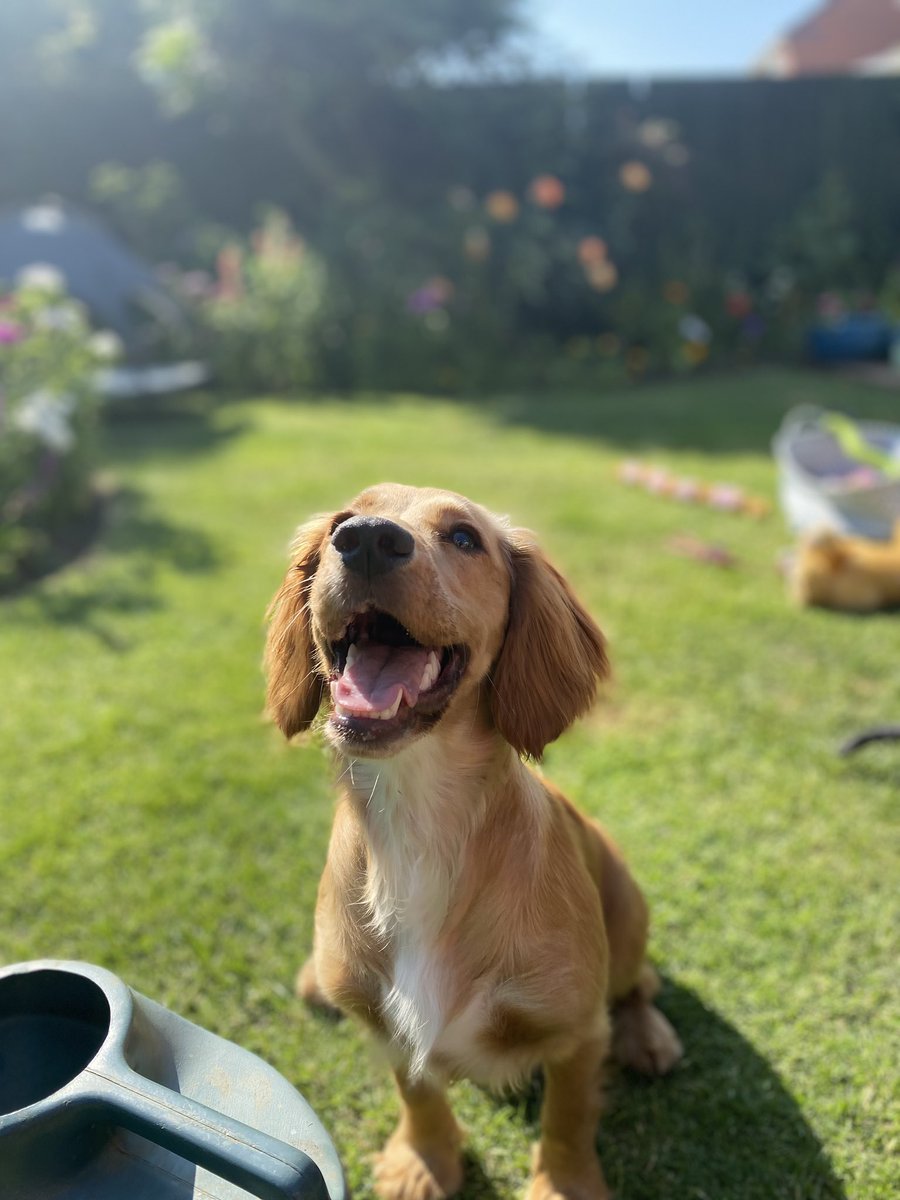 Lizzymcinerney's tweet photo. @AldiUK #EarlsPooches meet Millie, my 9 month old cocker spaniel, cheeky as anything but a heart of gold ⭐️ https://t.co/KyA817GSmL