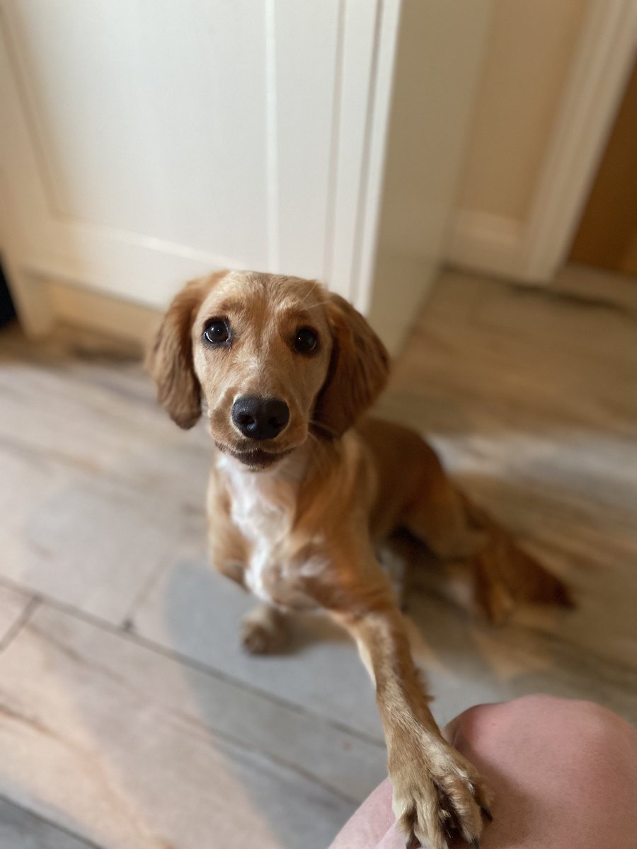 Lizzymcinerney's tweet photo. @AldiUK #EarlsPooches meet Millie, my 9 month old cocker spaniel, cheeky as anything but a heart of gold ⭐️ https://t.co/KyA817GSmL