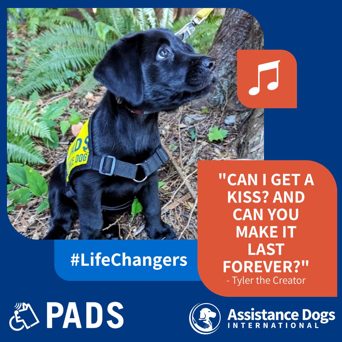 Volunteering with PADS is a life-changing experience -- not only for our clients, but for our volunteers as well!  Cathy Beaumont, who has been a volunteer with PADS for over a decade, writes 'It’s the most fun way I can think of to change someone’s life!' #iadw2023 #padsdogs