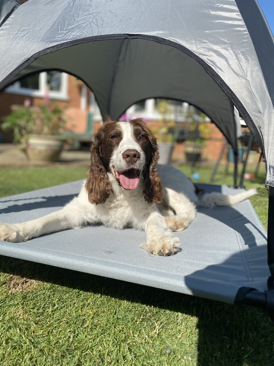 Lizzymcinerney's tweet photo. @AldiUK #EarlsPooches meet Oscar, my 16 year old springer spaniel still living life to the full🤍 https://t.co/2XTWcKJohB