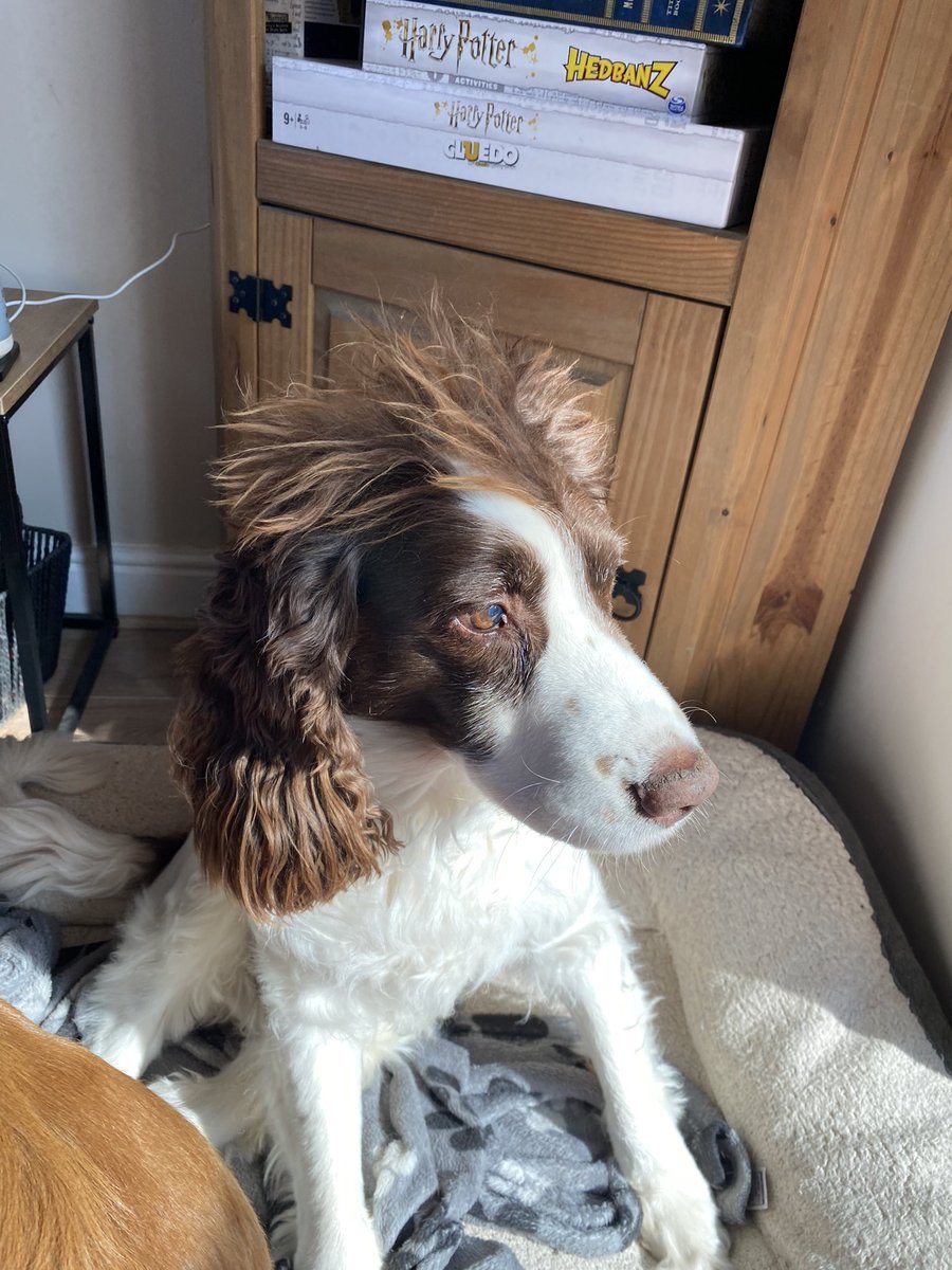 Lizzymcinerney's tweet photo. @AldiUK #EarlsPooches meet Oscar, my 16 year old springer spaniel still living life to the full🤍 https://t.co/2XTWcKJohB