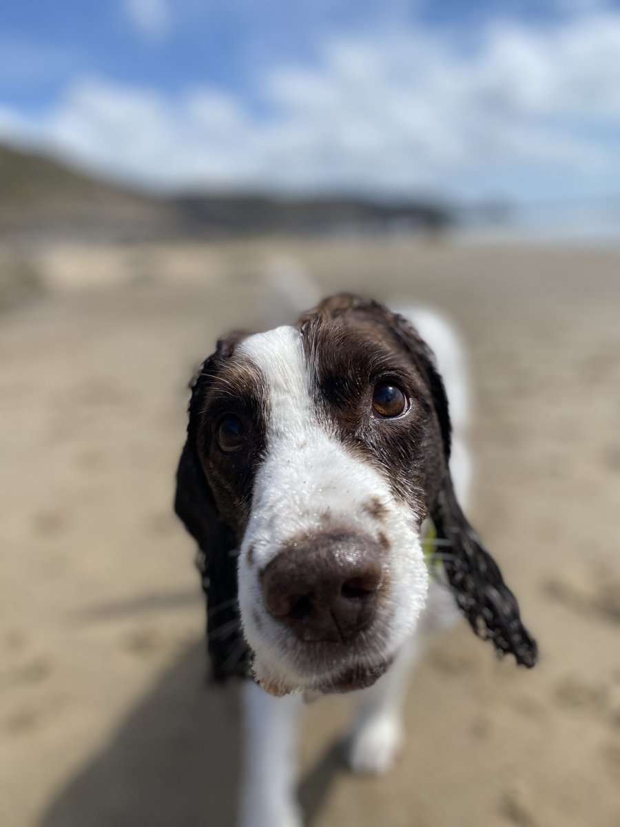 Lizzymcinerney's tweet photo. @AldiUK #EarlsPooches meet Oscar, my 16 year old springer spaniel still living life to the full🤍 https://t.co/2XTWcKJohB