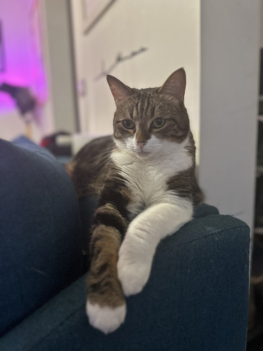 heythatsmalow's tweet photo. Coucou les chamis cé moi Malow lo bogoss https://t.co/JmFFOGOcts