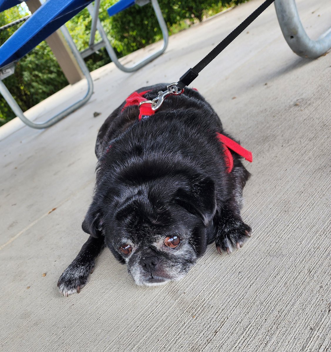 _DogWalker_'s tweet photo. Back to walking Suzy again ! Taking a sit break 😊 https://t.co/1nuwoAzwl4