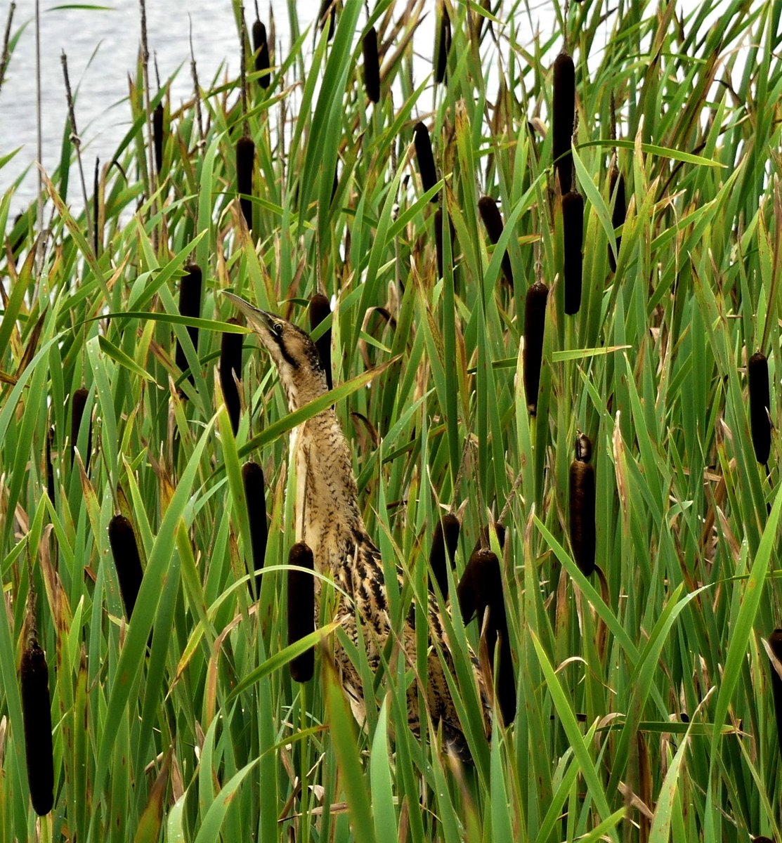 MikeMETCALFE10's tweet photo. Staveley Nature Reserve
10.08.2023
Staveley is enjoying one of it's best ever year's for Bittern sightings, frequently seen in  reeds or in-flight round the Carrs Hide on the east lagoon, another big attraction in recent years is Willow Emerald, first of the year, seen today. https://t.co/aSphKlp5ja