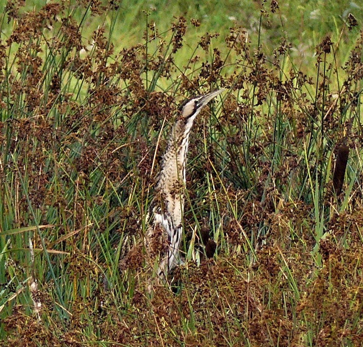 MikeMETCALFE10's tweet photo. Staveley Nature Reserve
10.08.2023
Staveley is enjoying one of it's best ever year's for Bittern sightings, frequently seen in  reeds or in-flight round the Carrs Hide on the east lagoon, another big attraction in recent years is Willow Emerald, first of the year, seen today. https://t.co/aSphKlp5ja