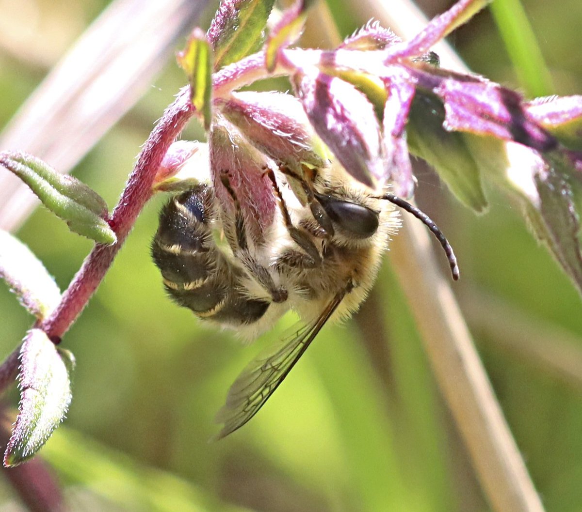 Penny Metal ๐ (@misspennymetal) on Twitter photo Great to find plenty of male red bartsia bees at Swanscombe Marshes <a href="/sspcampaign/">Save Swanscombe Peninsula SSSI</a> <a href="/KentWildlife/">Kent Wildlife Trust</a> <a href="/StevenFalk1/">Steven Falk</a> Just need to find a female! Great to find plenty of male red bartsia bees at Swanscombe Marshes <a href="/sspcampaign/">Save Swanscombe Peninsula SSSI</a> <a href="/KentWildlife/">Kent Wildlife Trust</a> <a href="/StevenFalk1/">Steven Falk</a> Just need to find a female!
