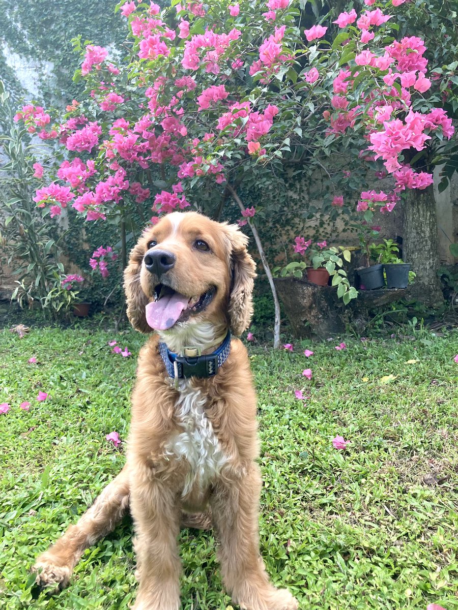 yadiralsolano's tweet photo. Bob, la estrella fugaz más bonita del condado 💗 https://t.co/GPYu1vibYu