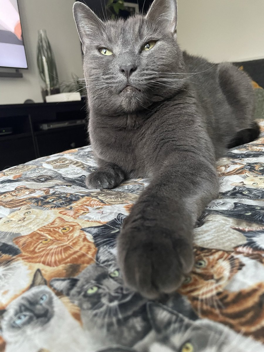 sallywisebain's tweet photo. @ShouldHaveCat Vincent https://t.co/PtSKPM8wtX