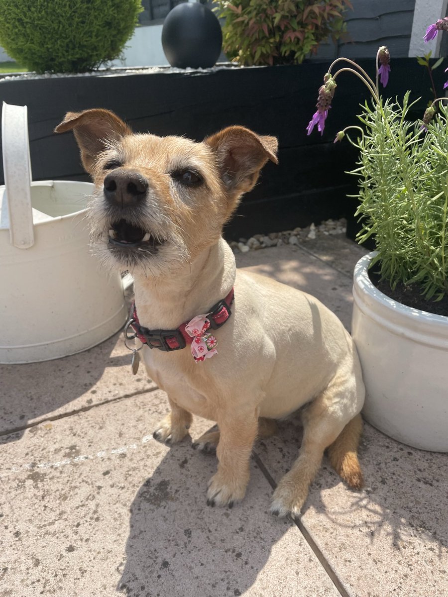 Sallypunch's tweet photo. @AldiUK @ParisHilton Ruby would love the opportunity @AldiUK , at 13, she is a pensioner  but with good food still looks and behaves like a puppy ! https://t.co/UgskFQrzpu