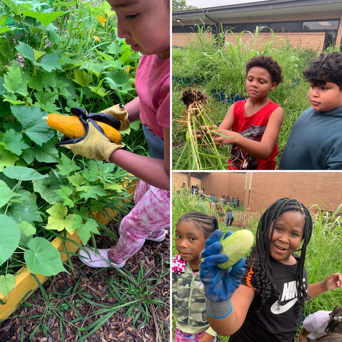 hensongrade3's tweet photo. We are back in the garden again yayyyyyyyyyyy😀 IC2324 #GrowingASustainableFuture @ECharterIndiana https://t.co/dC8Kk6GorY