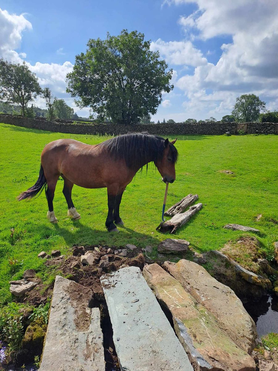 Dennis Porter (@denporter1965) on Twitter photo Little stone slab bridge repair today while this one spent her time leaning on my shovel in the sun 🌞, still nice to have some company <a href="/lakedistrictnpa/">Lake District</a> <a href="/RateMyCulvert/">Culvert Surveillance</a> Little stone slab bridge repair today while this one spent her time leaning on my shovel in the sun 🌞, still nice to have some company <a href="/lakedistrictnpa/">Lake District</a> <a href="/RateMyCulvert/">Culvert Surveillance</a>
