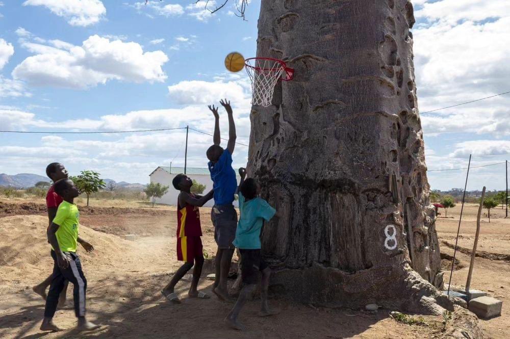 DIGNITY49621213's tweet photo. A poca distanza (si vede sullo sfondo) c'è il baobab n.9, quello del vivaio delle piante, dal quale è iniziato il progetto agricolo.
Ogni baobab (=embondeiro) un progetto!
@allyhoop_4matambo
#matambo #aldeiadignity #mozambique #allyhoop_4matambo #baobab #basket https://t.co/j9Xk1rgvLK