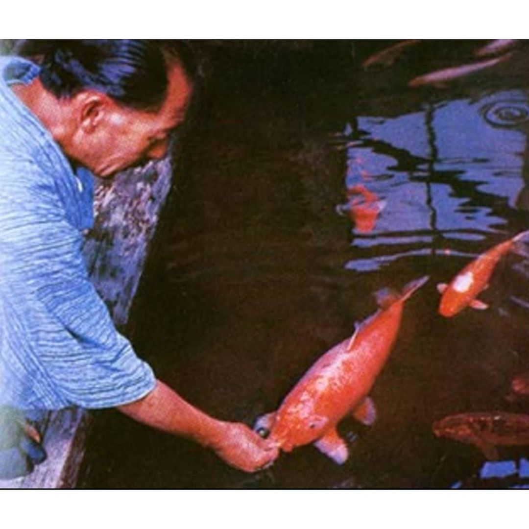 Hanako ("flower girl") was a remarkable koi fish that lived for 226 years.

In 1966, Professor Masayoshi Hiro from Nagoya Women’s University's Laboratory of Animal Science dedicated two months to meticulously ascertain Hanako's age. Like the method of counting rings in tree