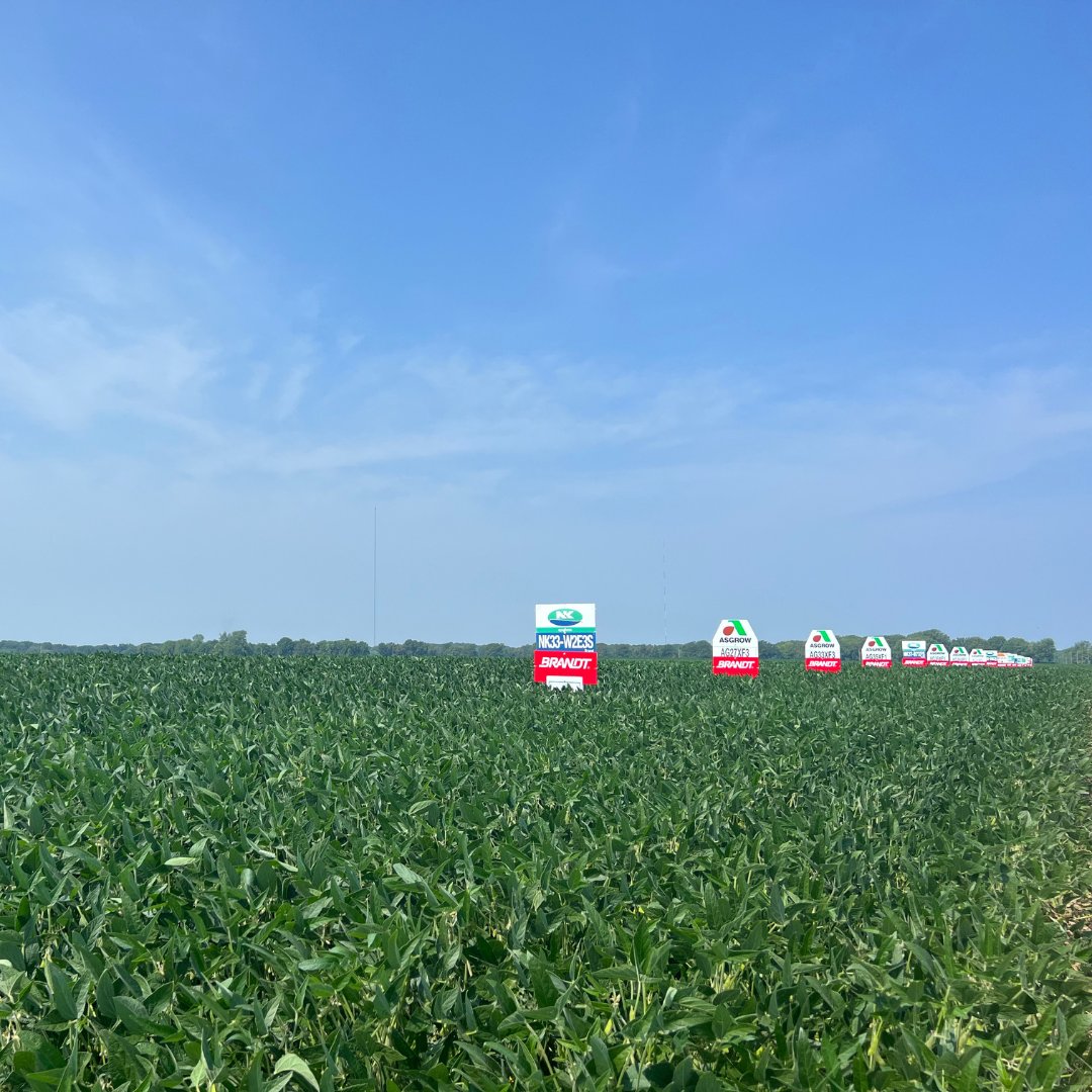 BRANDT_co's tweet photo. Harvest is around the corner! One of the most important decisions a farmer can make is seed placement. That's why we go to great lengths with our BRANDT Community Trial system, which generates insights &amp; data for better seed placement.
Visit https://t.co/prp3na7MHm for details. https://t.co/asvh2D0Xb0