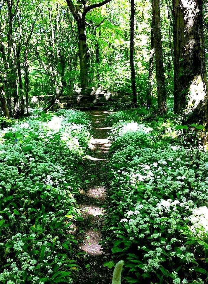 ACHUB PENRHOS / SAVE PENRHOS NATURE RESERVE 🍃💚🍃 tweet media
