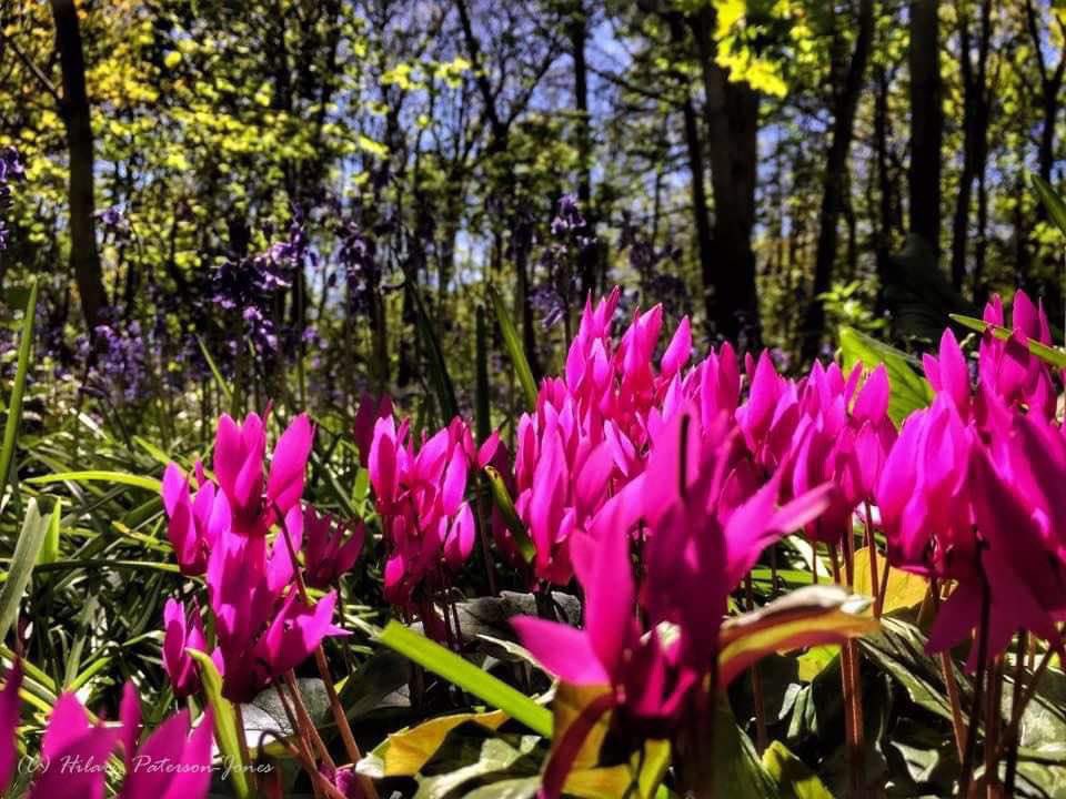 ACHUB PENRHOS / SAVE PENRHOS NATURE RESERVE 🍃💚🍃 tweet media