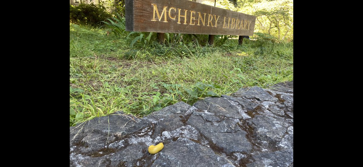 TAC_NISO's tweet image. Visiting @ucsantacruz appropriately a banana slug hanging out at the #library @UCSCLibrary #GoSlugs