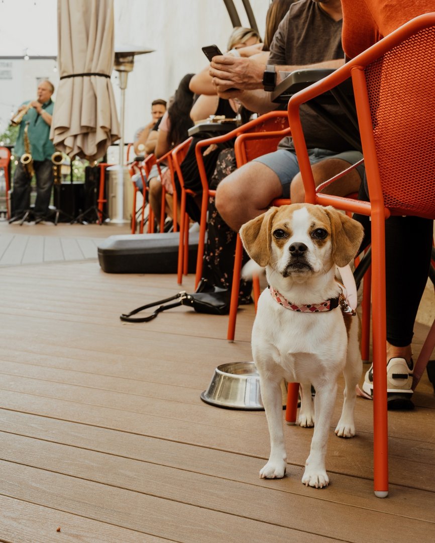 Don't forget about the Yappy Hour Fundraiser this weekend! 🐾 🐶 

Bring your dog to Genisa on Sunday, August 13th from 4-6 PM for Pupperoni Pizza and featured cocktails.

We are so excited to see you and your furry friend!

#YappyHour #Janesville #DowntownJanesville #Dogs