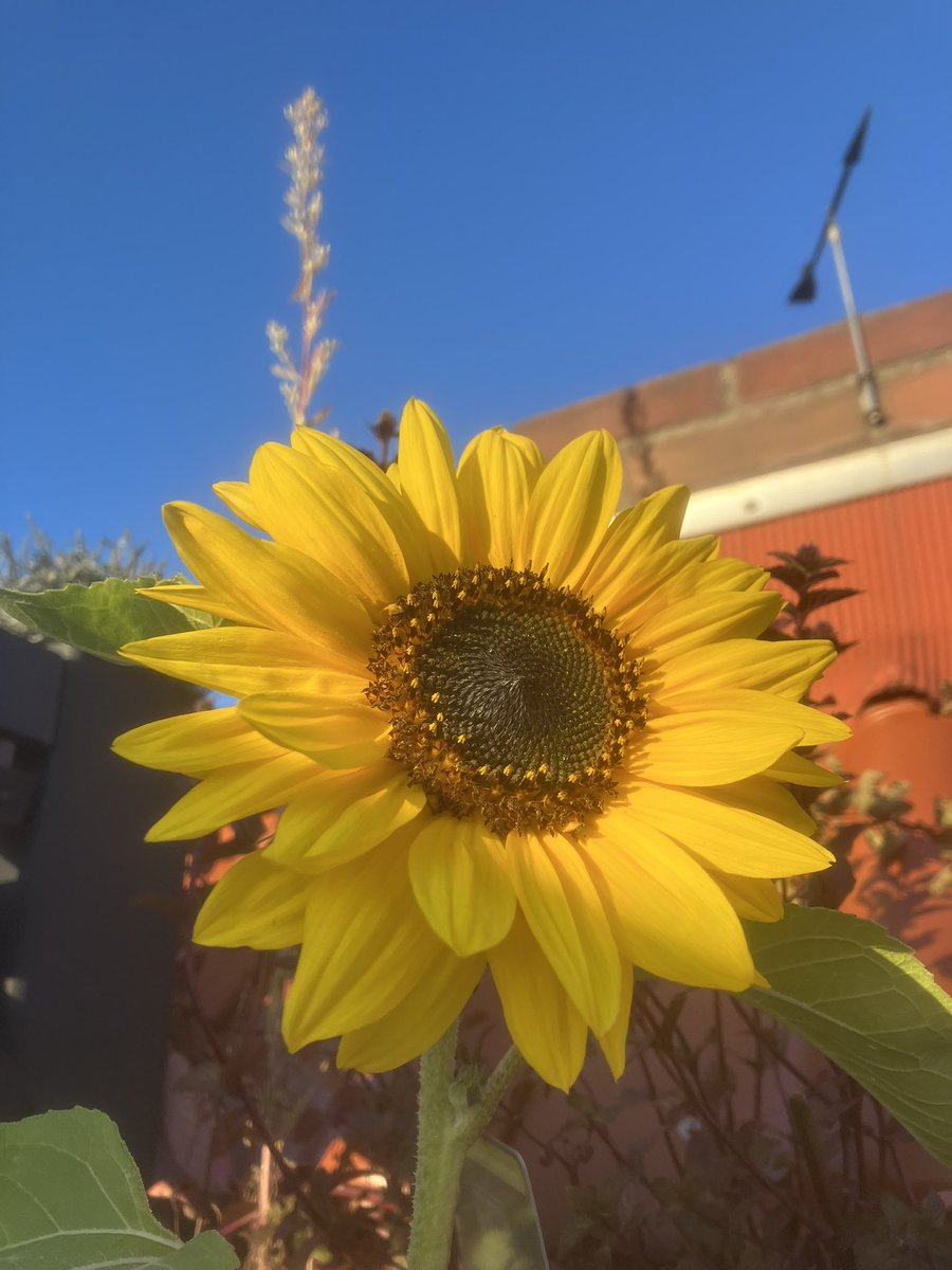 badenweisser's tweet image. #westwind #terrasse #lübech