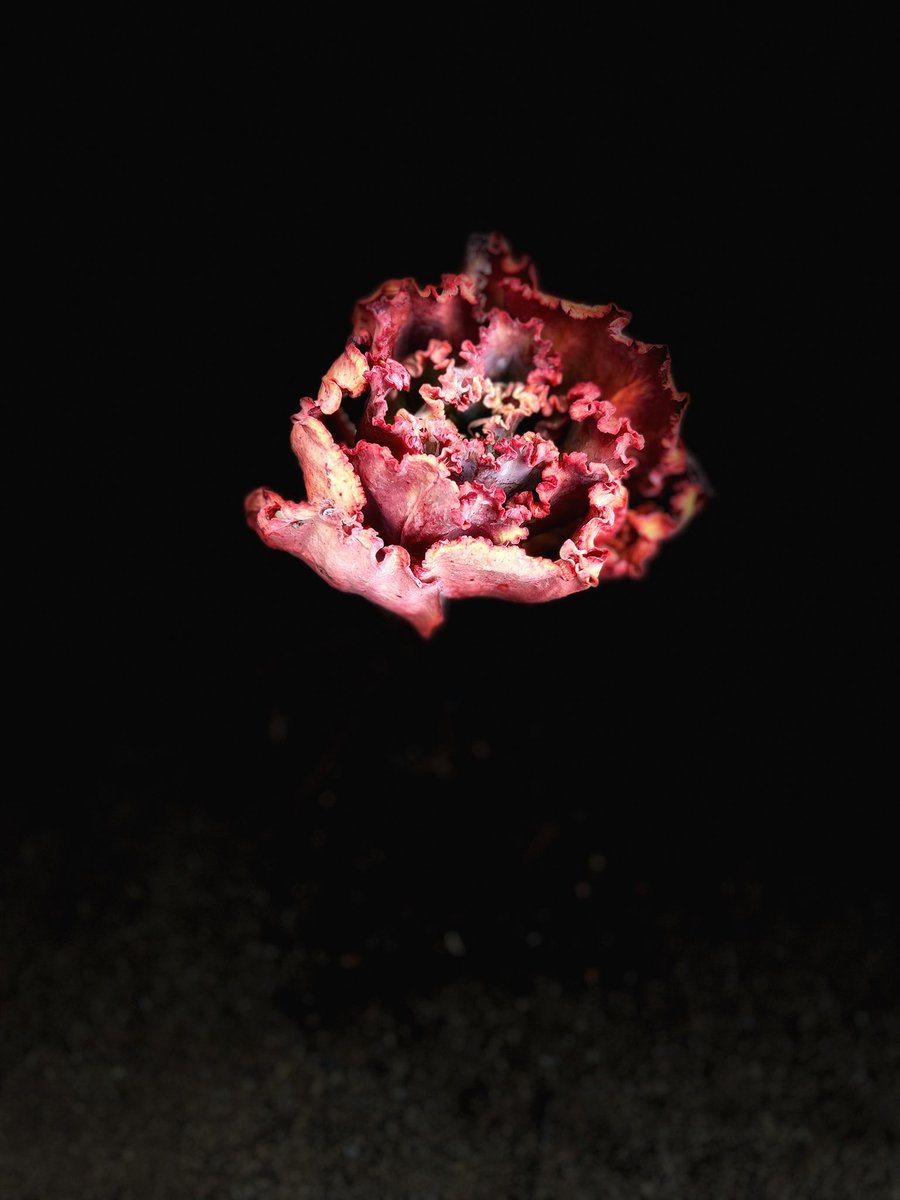 cwachowiak's tweet image. Took these photos using Portrait Mode then Stage Light (in the middle of the day) #portraitmode #stagelight #photograghy #nature