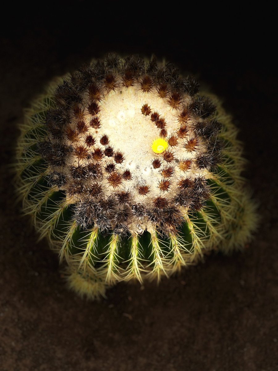 cwachowiak's tweet image. Took these photos using Portrait Mode then Stage Light (in the middle of the day) #portraitmode #stagelight #photograghy #nature